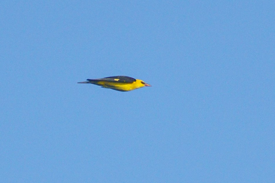 Eurasian Golden Oriole - ML619676326