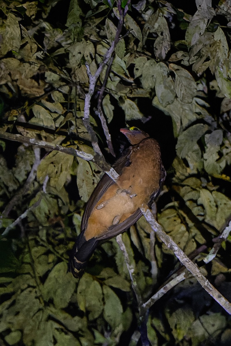 カンムリホウカンチョウ - ML619676333