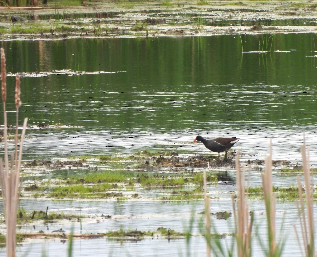 Common Gallinule - ML619676369