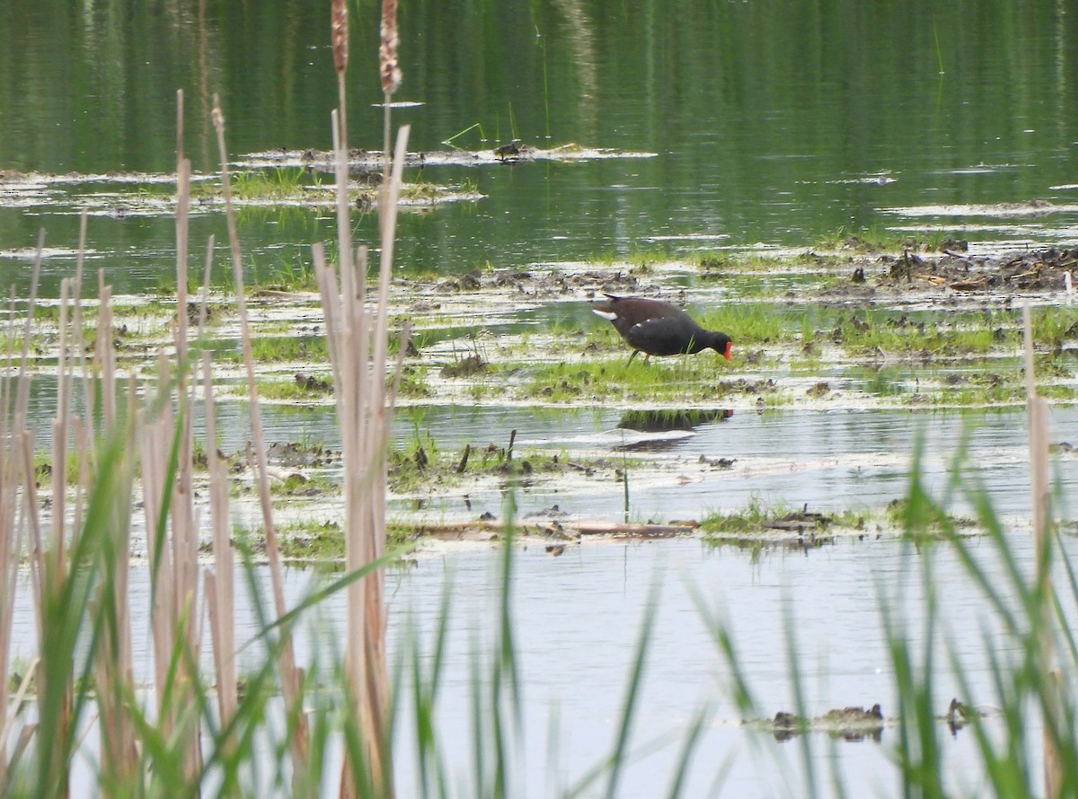 Common Gallinule - ML619676370