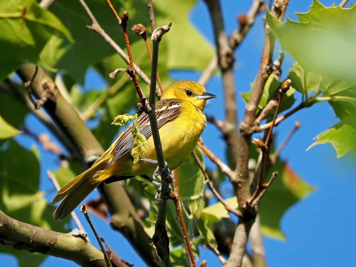 Orchard Oriole - ML619676378