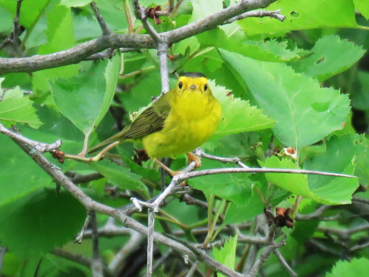 Wilson's Warbler - ML619676382