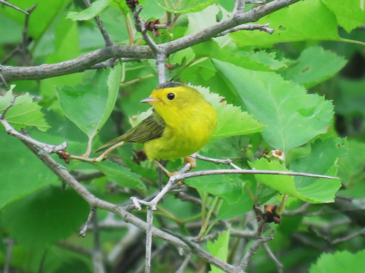 Wilson's Warbler - ML619676383