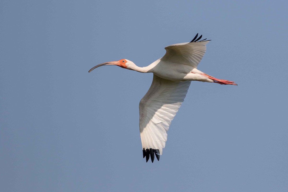 ibis bílý - ML619676398