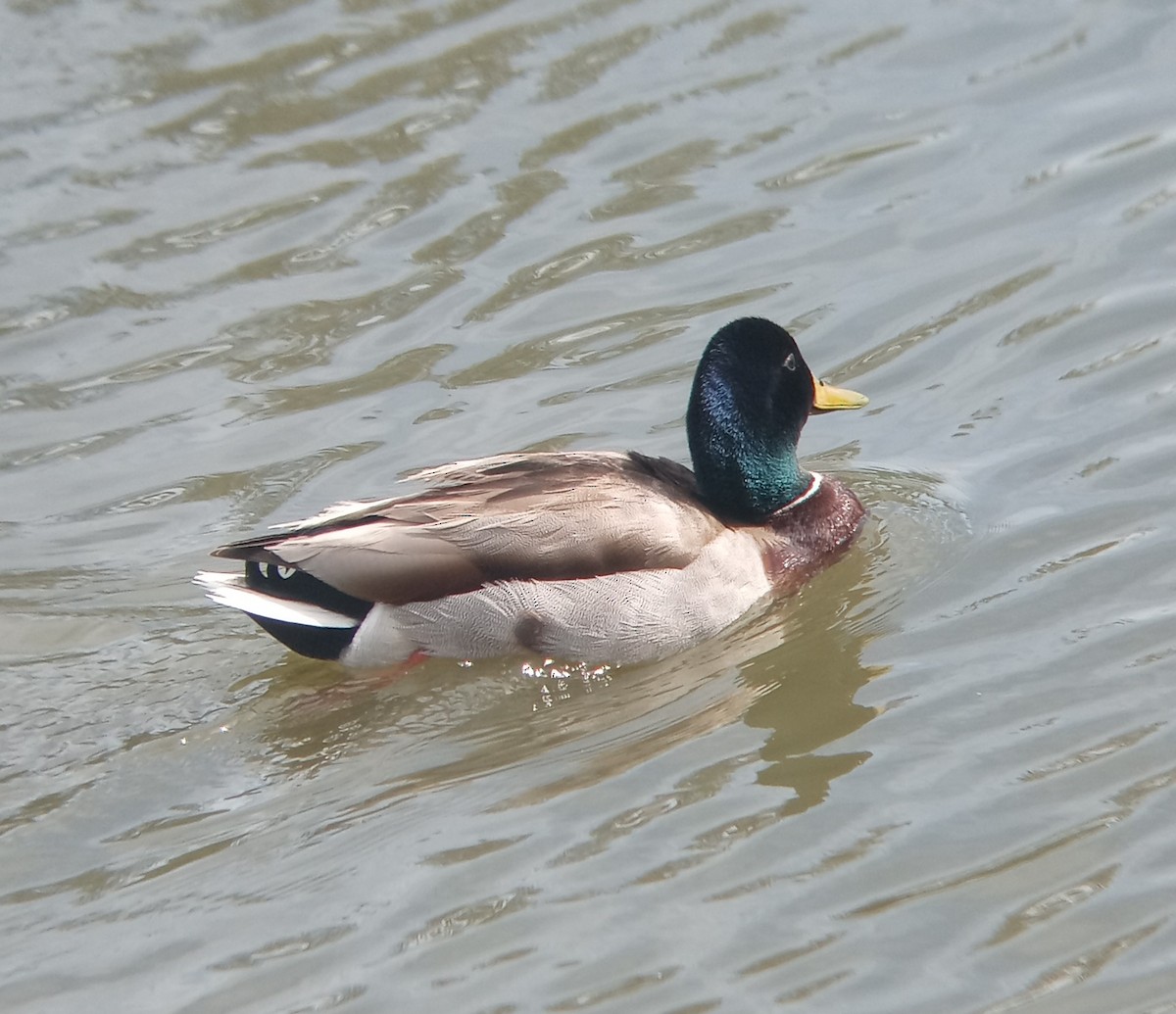 Canard colvert - ML619676406