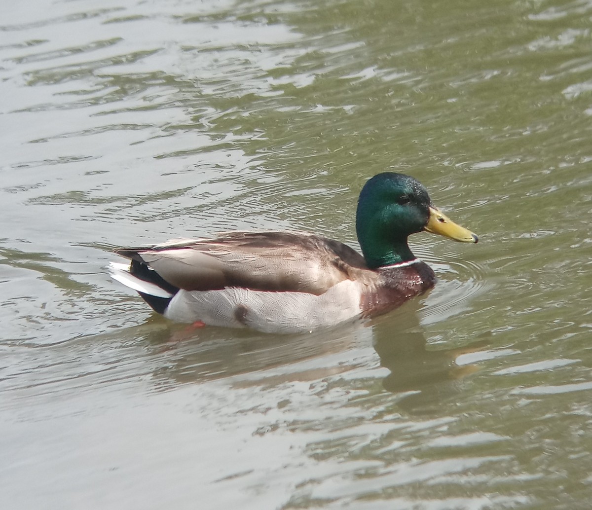 Canard colvert - ML619676408