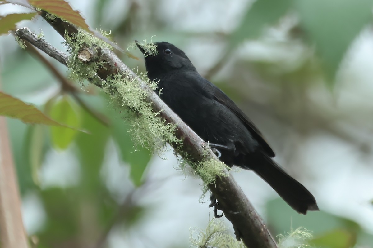 Black Flowerpiercer - Russ Ruffing