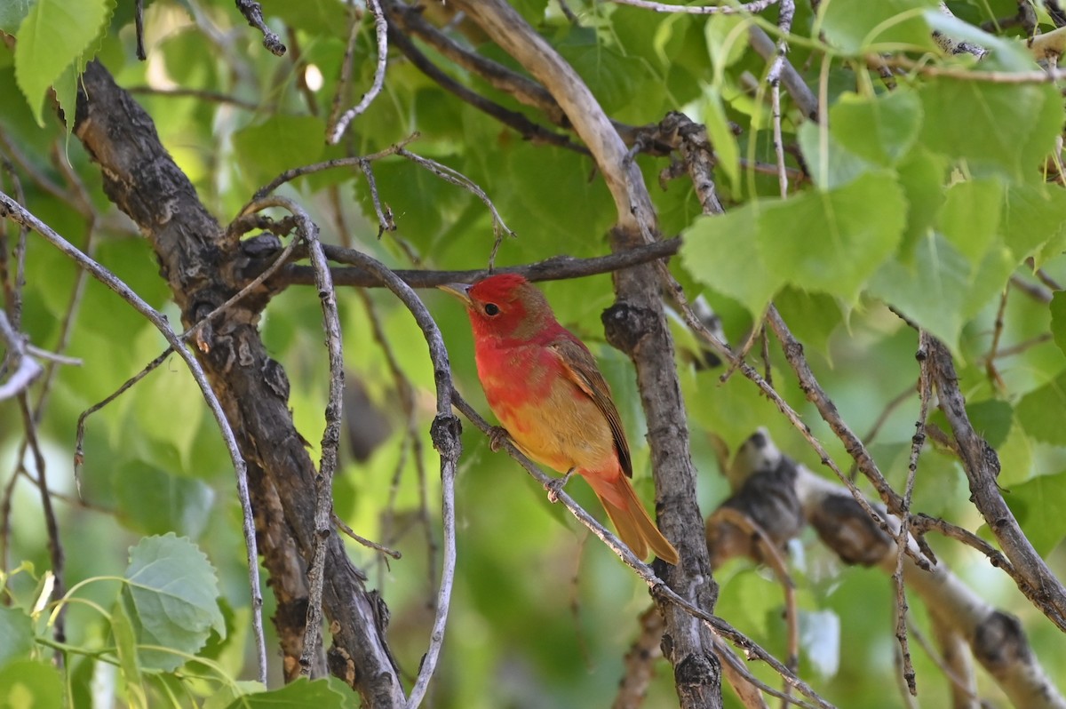 Summer Tanager - ML619676501