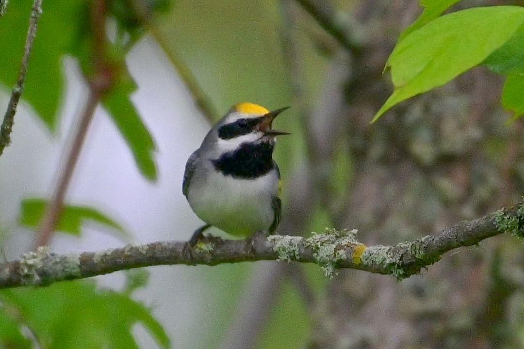 Goldflügel-Waldsänger - ML619676536