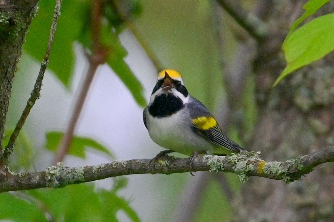 Golden-winged Warbler - ML619676550