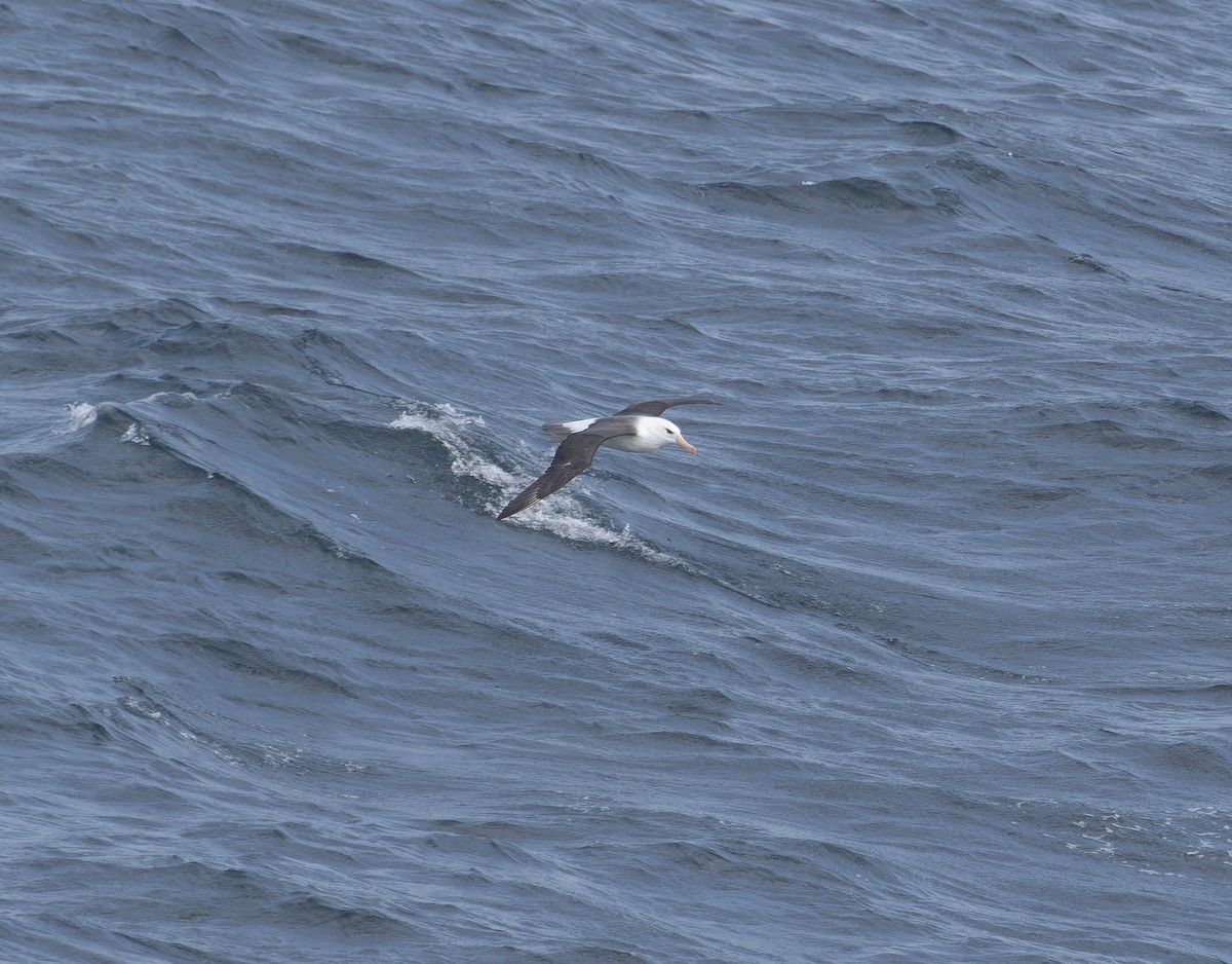Black-browed Albatross - ML619676607