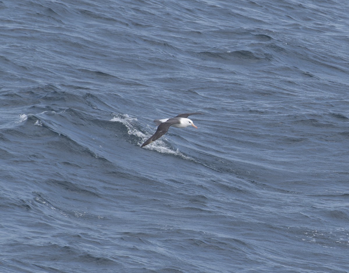 Albatros à sourcils noirs - ML619676607