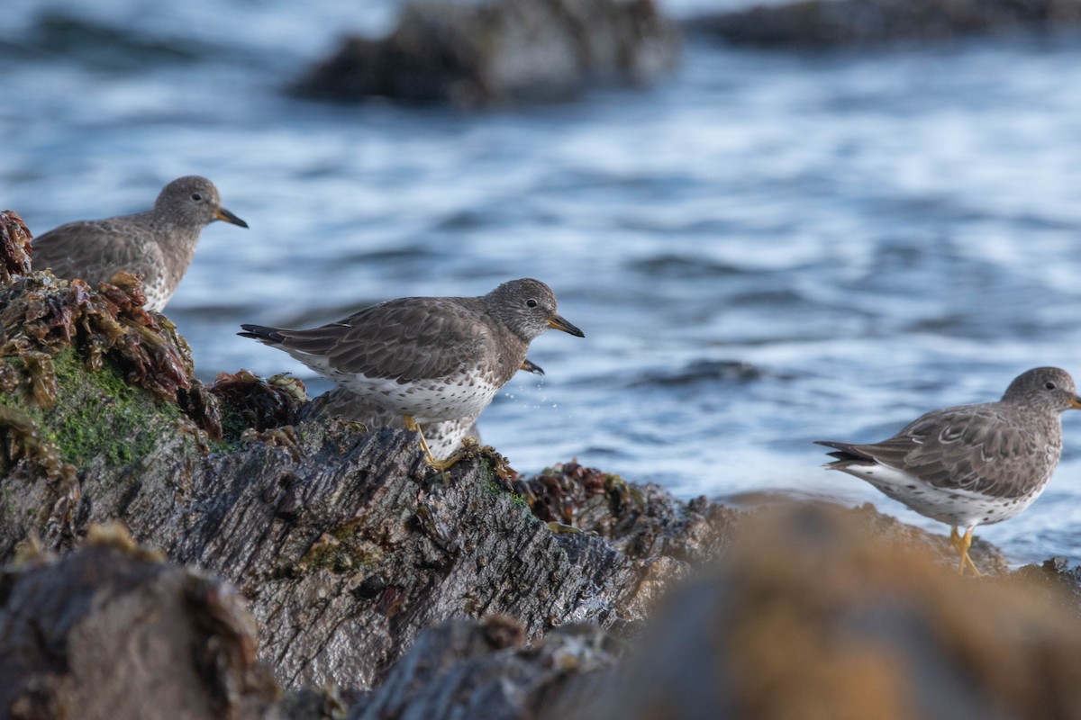 Surfbird - ML619676617