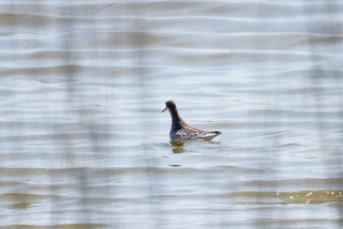 Red-necked Phalarope - ML619676621