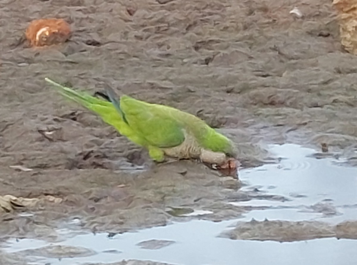 Monk Parakeet - ML619676631