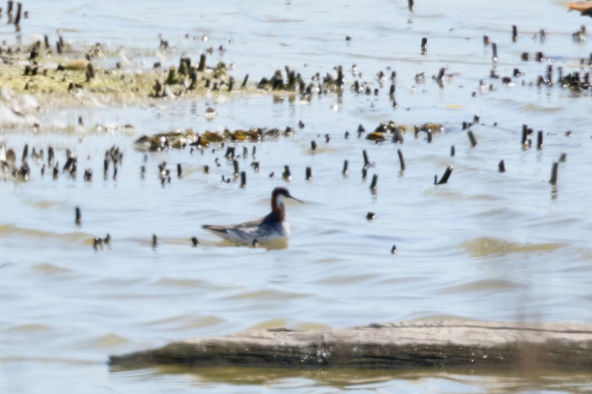 Red-necked Phalarope - ML619676635