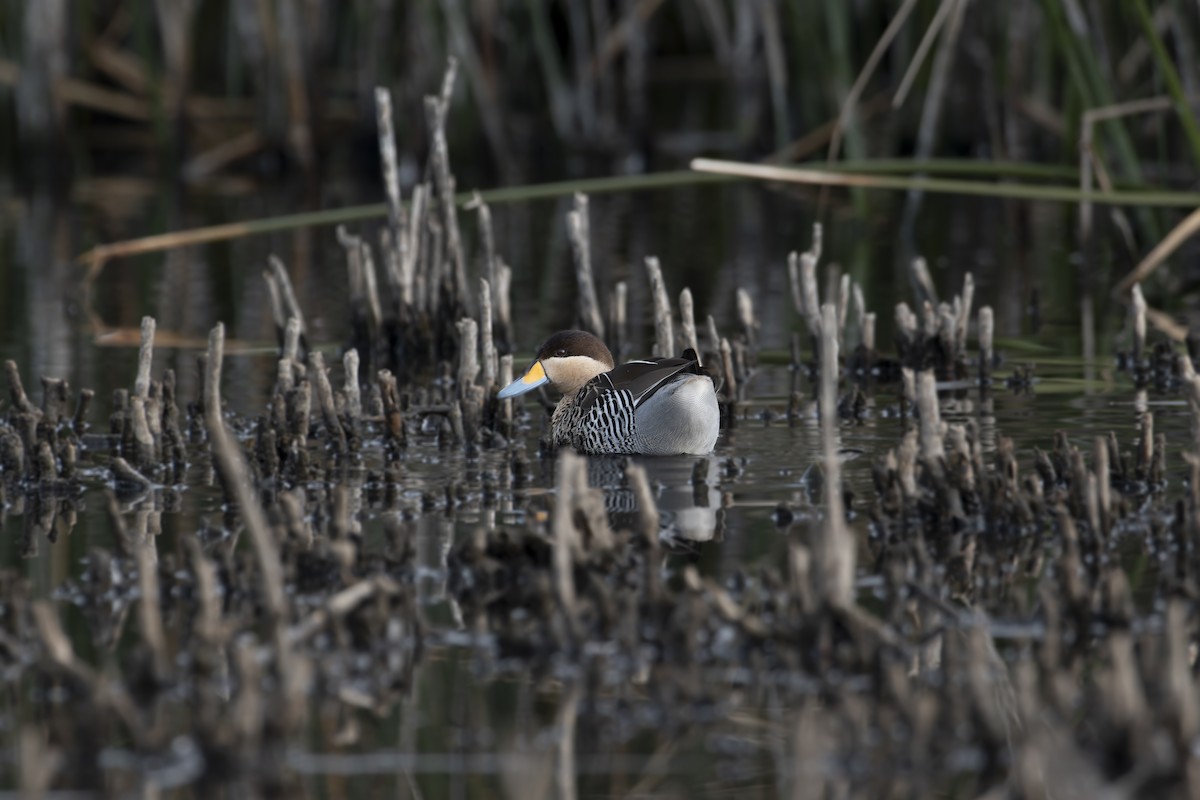 Silver Teal - ML619676636