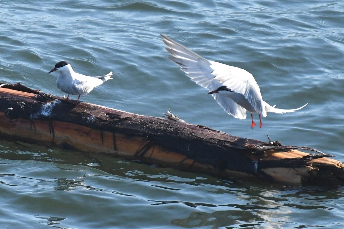 Common Tern - ML619676641