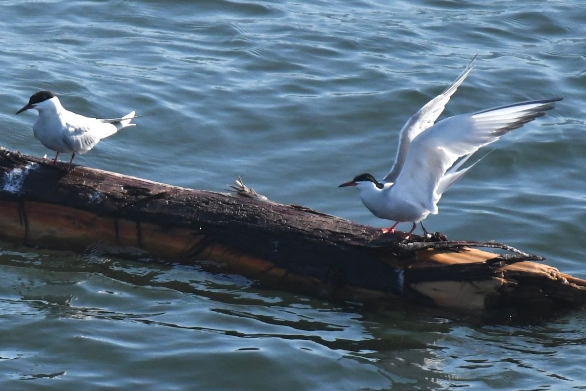 Common Tern - ML619676642