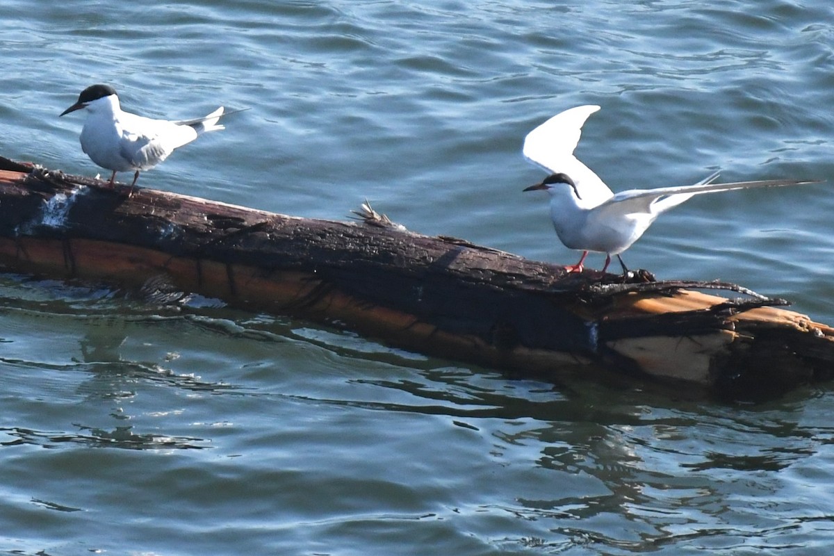 Common Tern - ML619676643