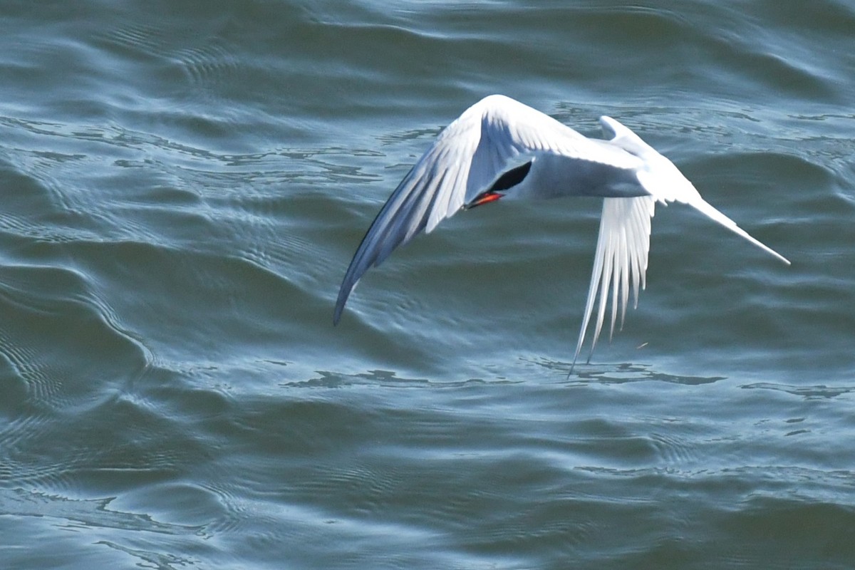 Common Tern - ML619676644