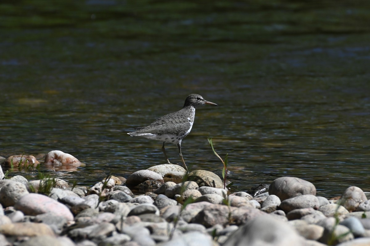 Spotted Sandpiper - ML619676653