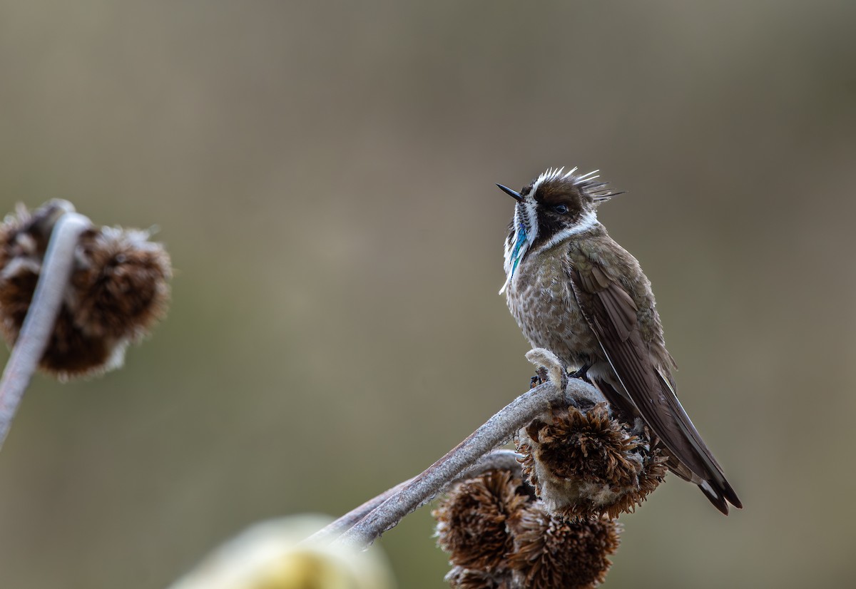 kolibřík přílbový - ML619676654