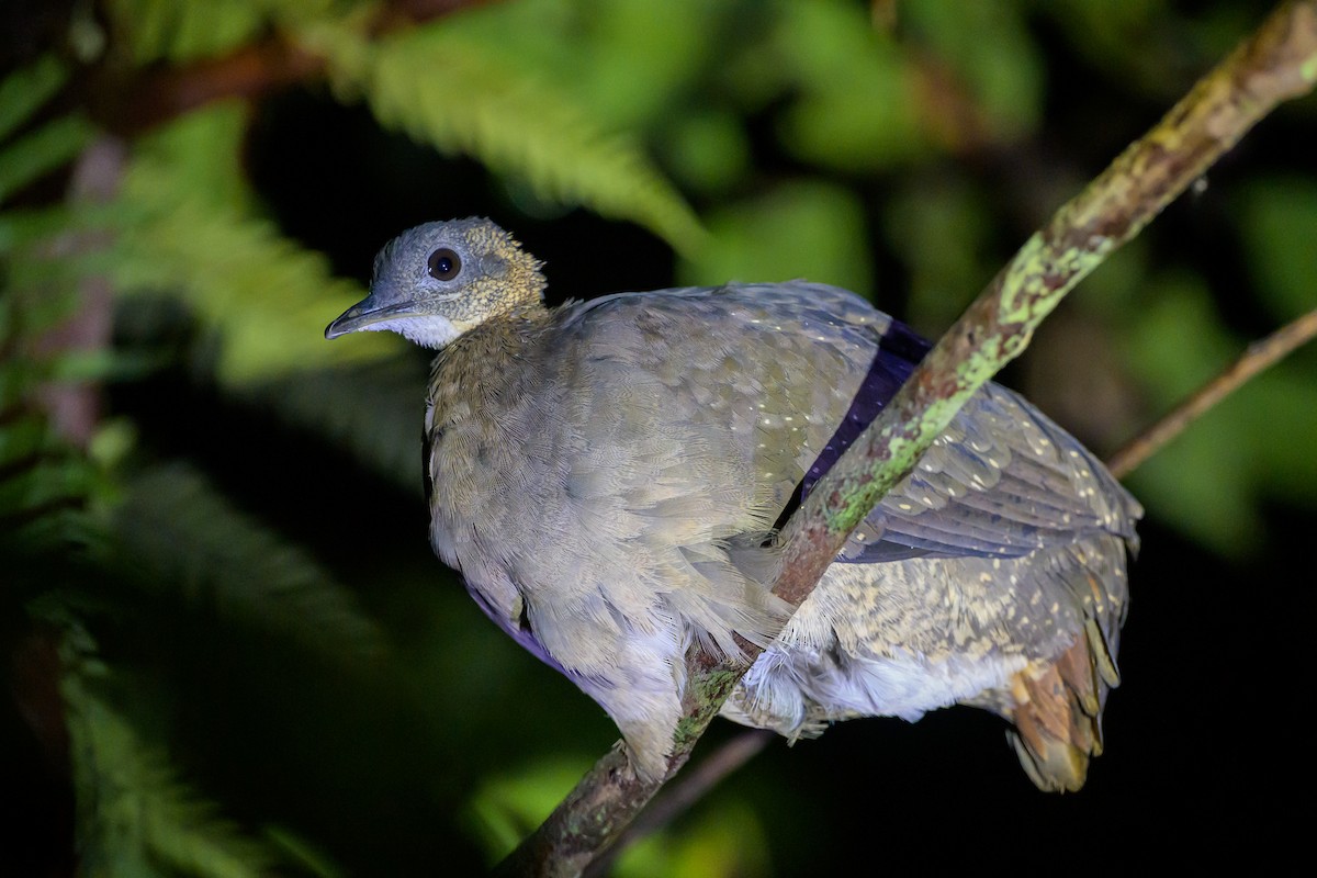 White-throated Tinamou - ML619676662