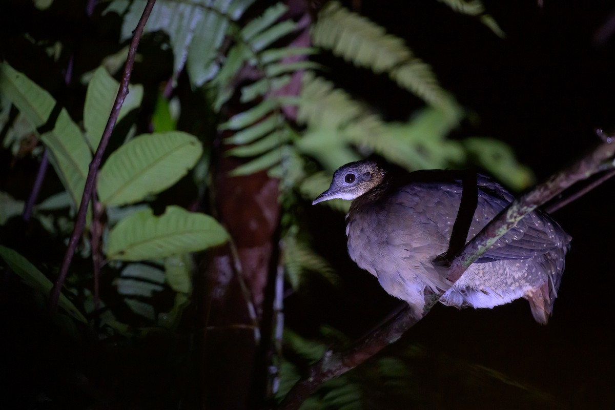 White-throated Tinamou - ML619676663