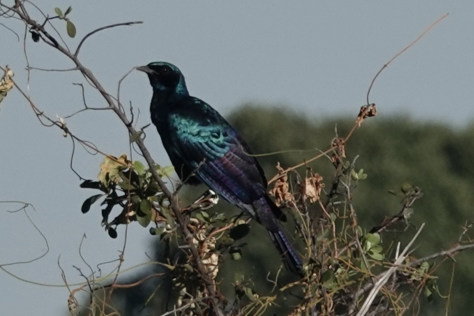 Burchell's Starling - ML619676678