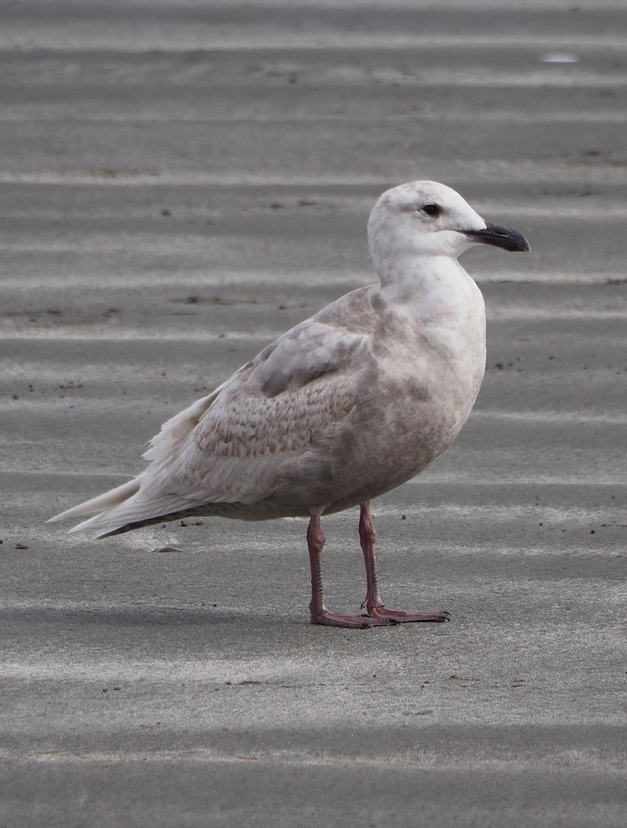 Glaucous-winged Gull - ML619676744