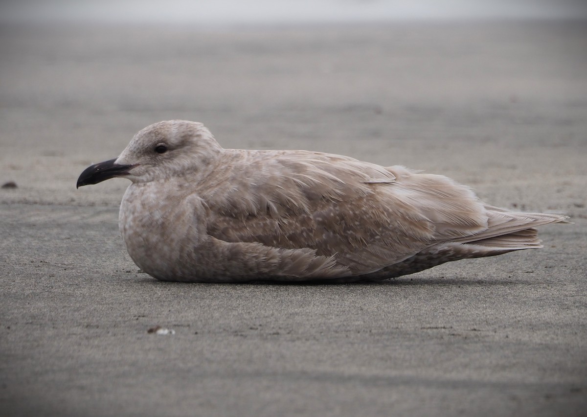 Glaucous-winged Gull - ML619676745