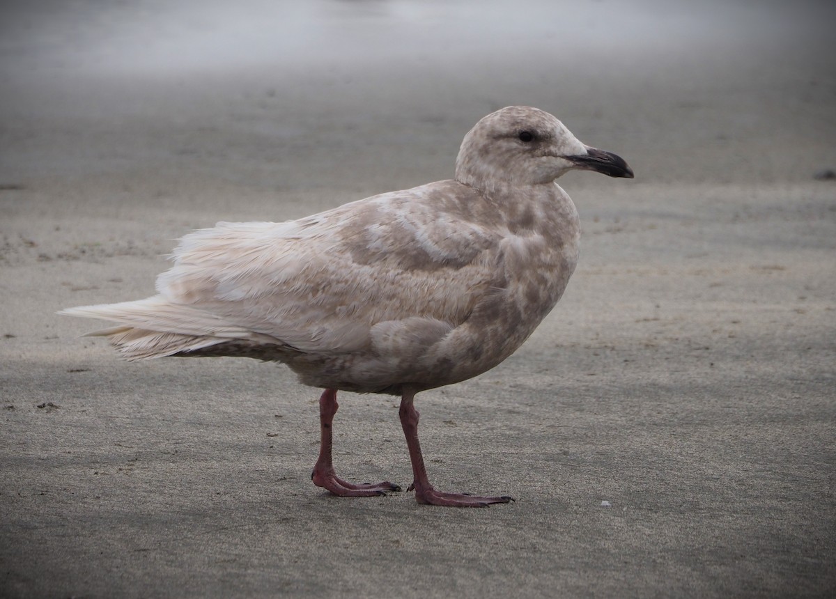 Glaucous-winged Gull - ML619676746