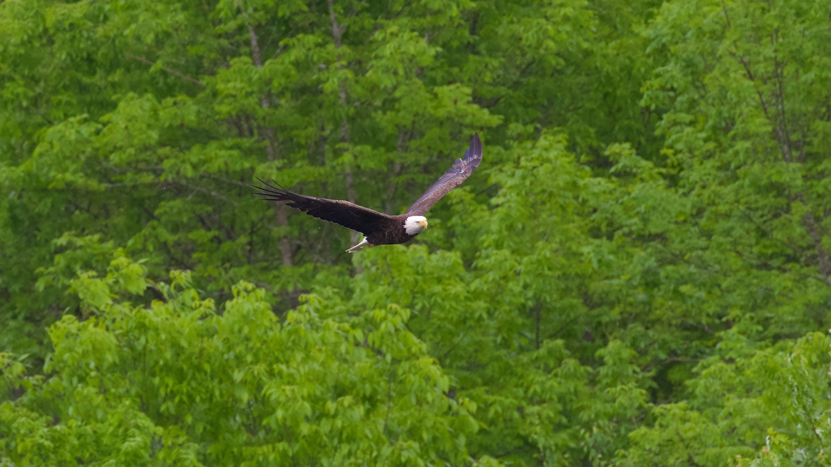 Bald Eagle - ML619676779