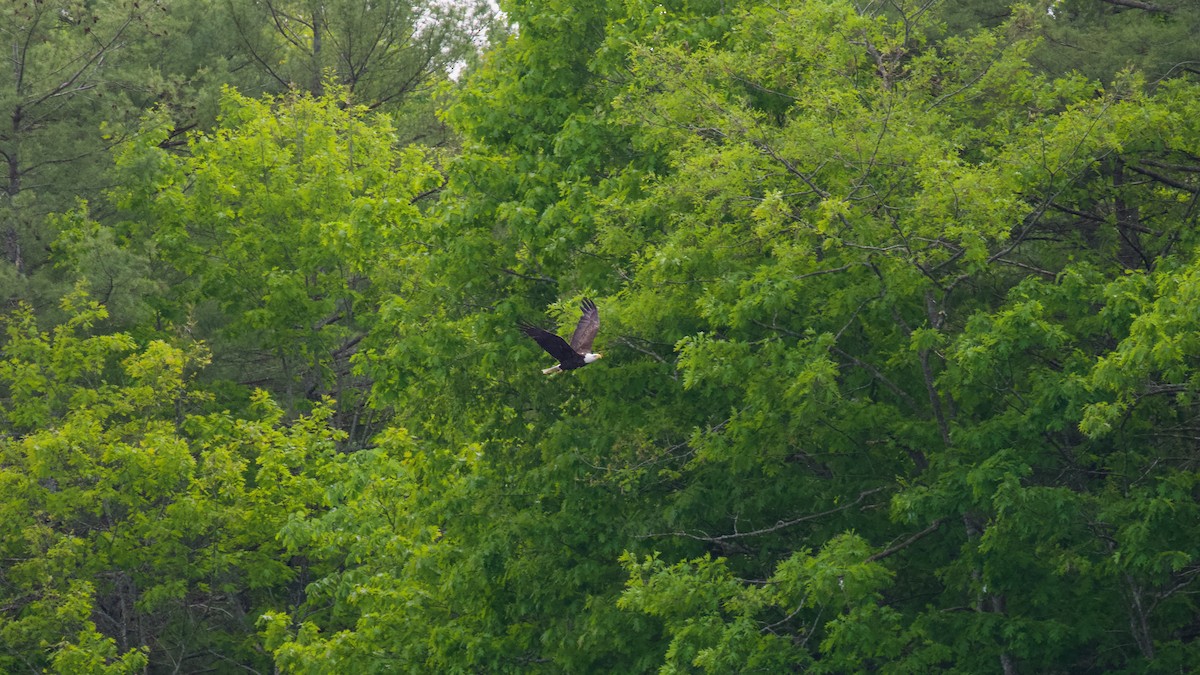 Bald Eagle - ML619676780