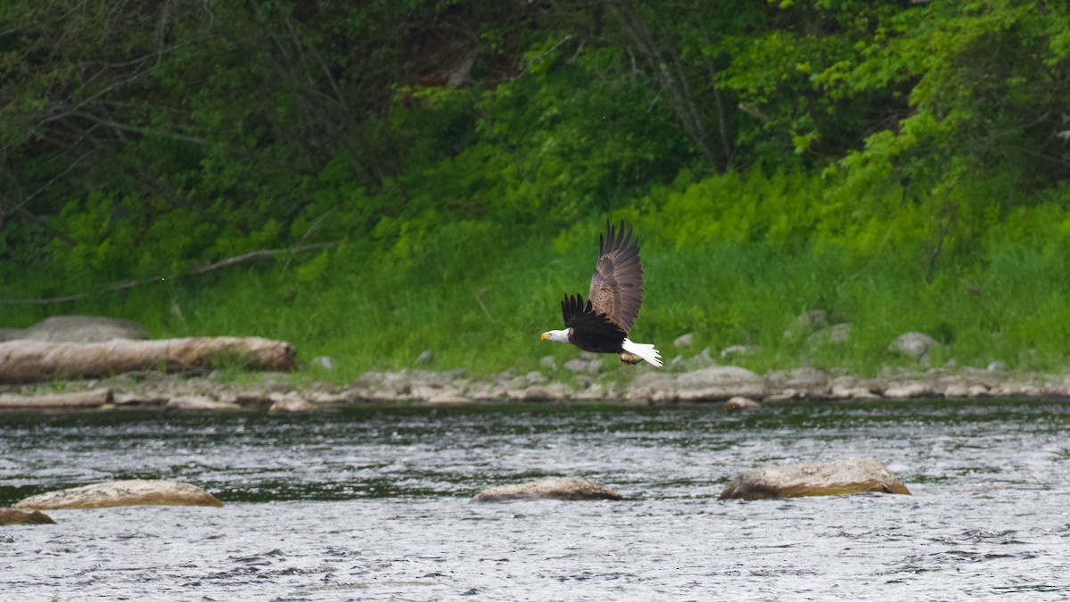 Bald Eagle - Brian Rusnica