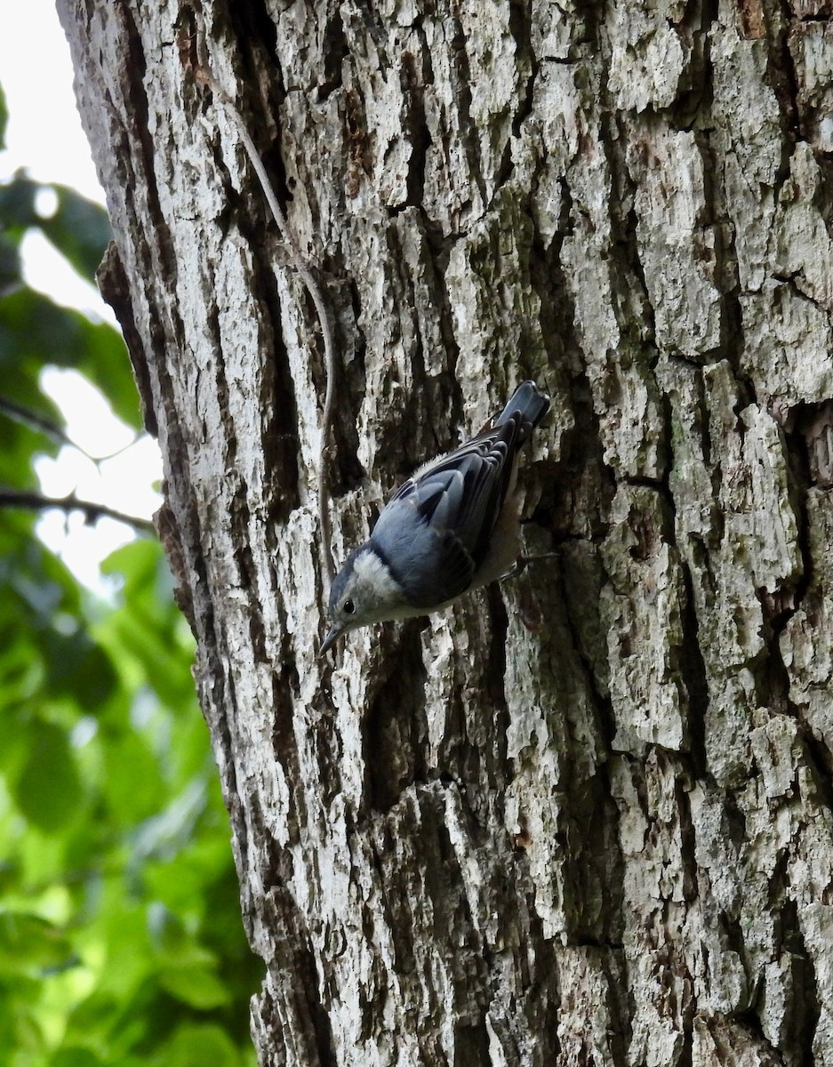 White-breasted Nuthatch - ML619676795
