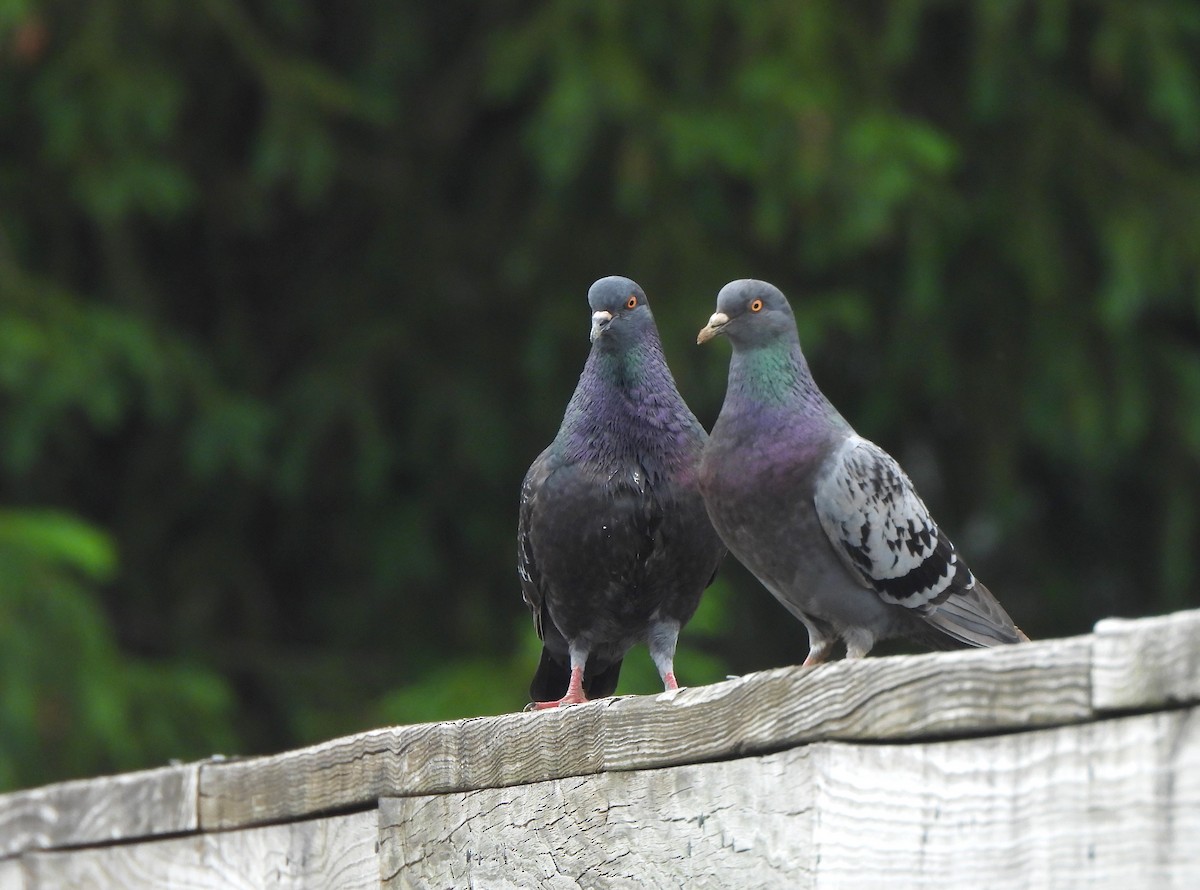 Rock Pigeon (Feral Pigeon) - ML619676809