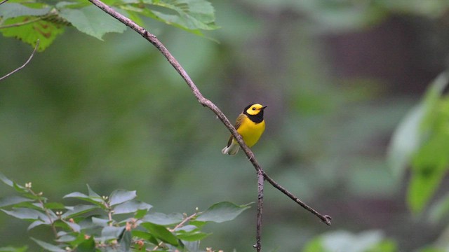 Hooded Warbler - ML619676814