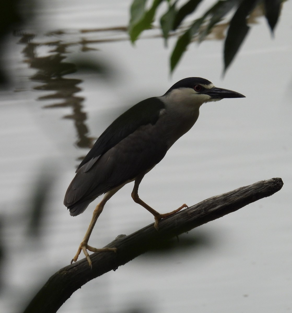 Black-crowned Night Heron - ML619676816