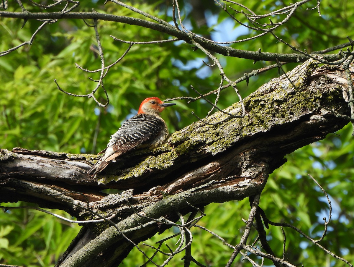 Red-bellied Woodpecker - ML619676819