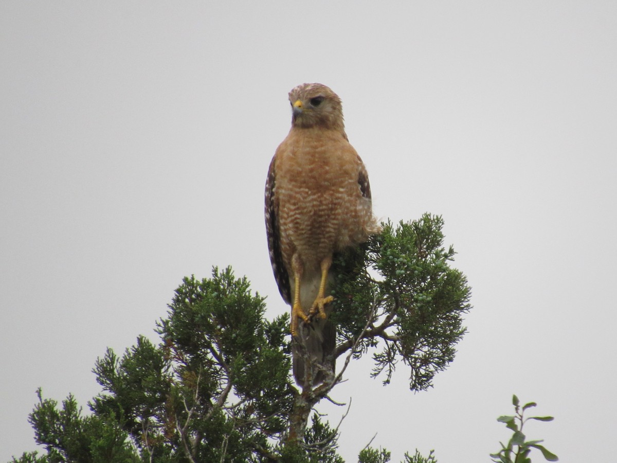 Red-shouldered Hawk - ML619676820