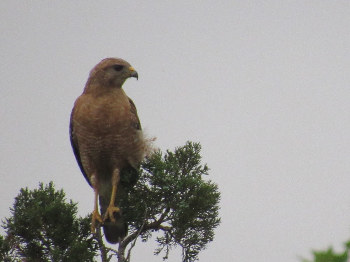 Red-shouldered Hawk - ML619676823