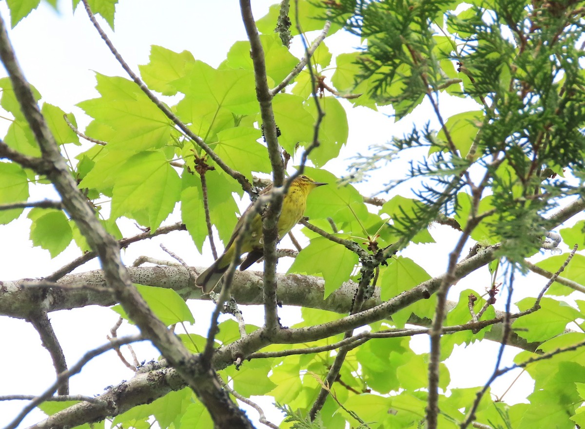 Palm Warbler (Yellow) - ML619676825
