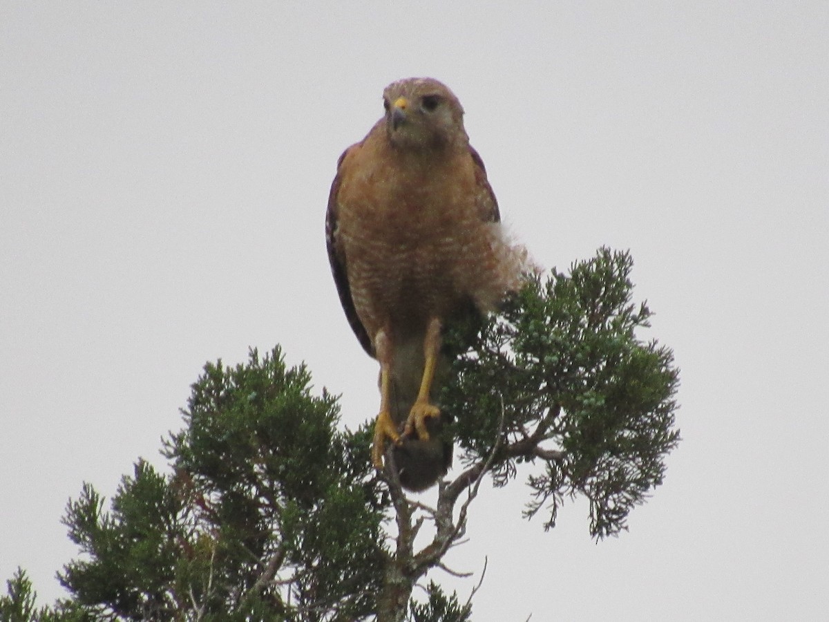 Red-shouldered Hawk - ML619676826