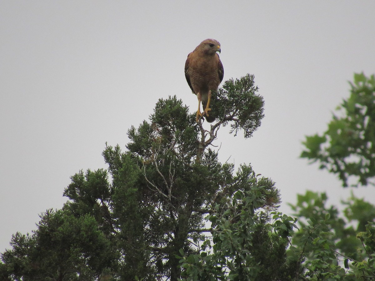 Red-shouldered Hawk - ML619676828