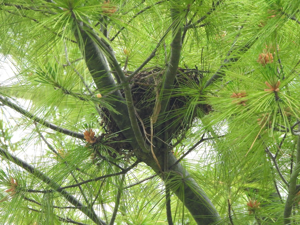 Cedar Waxwing - ML619676830