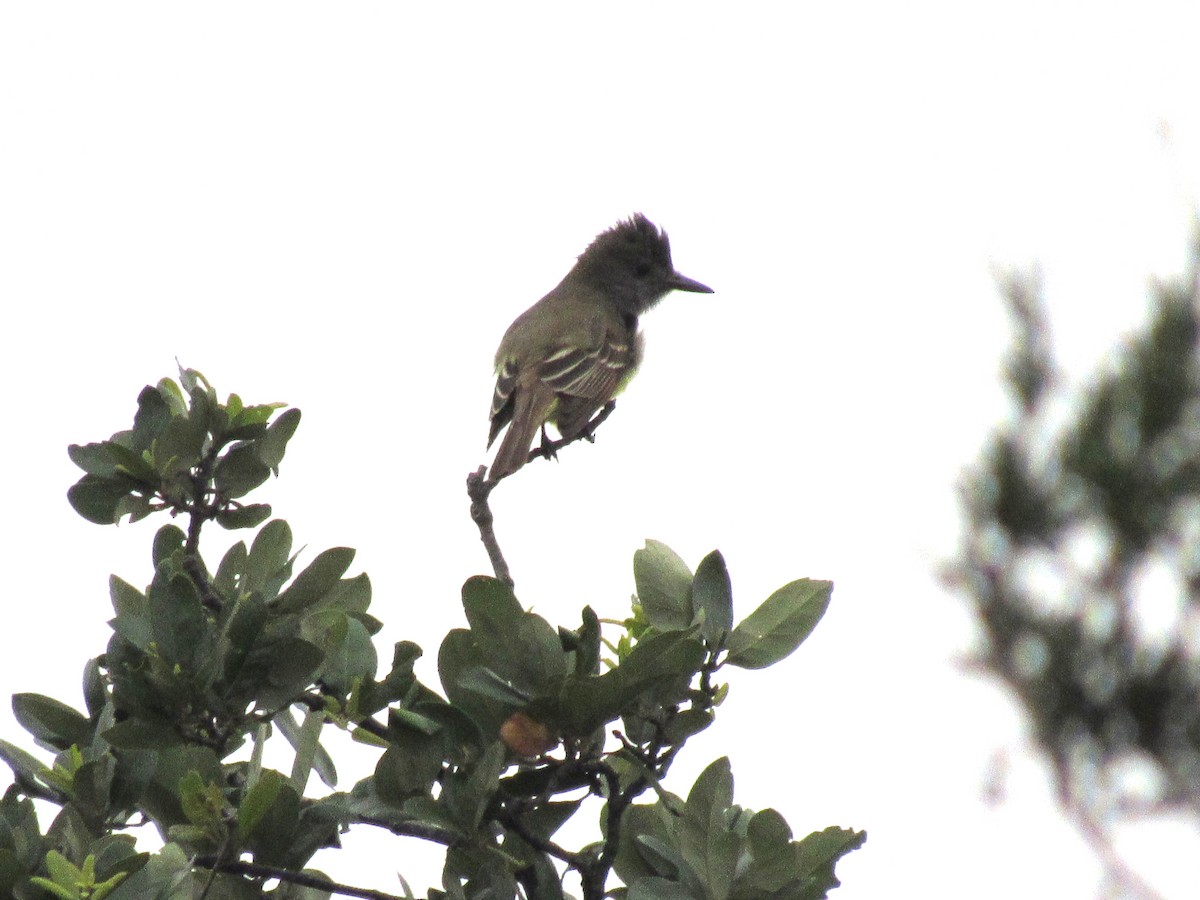 Great Crested Flycatcher - ML619676850