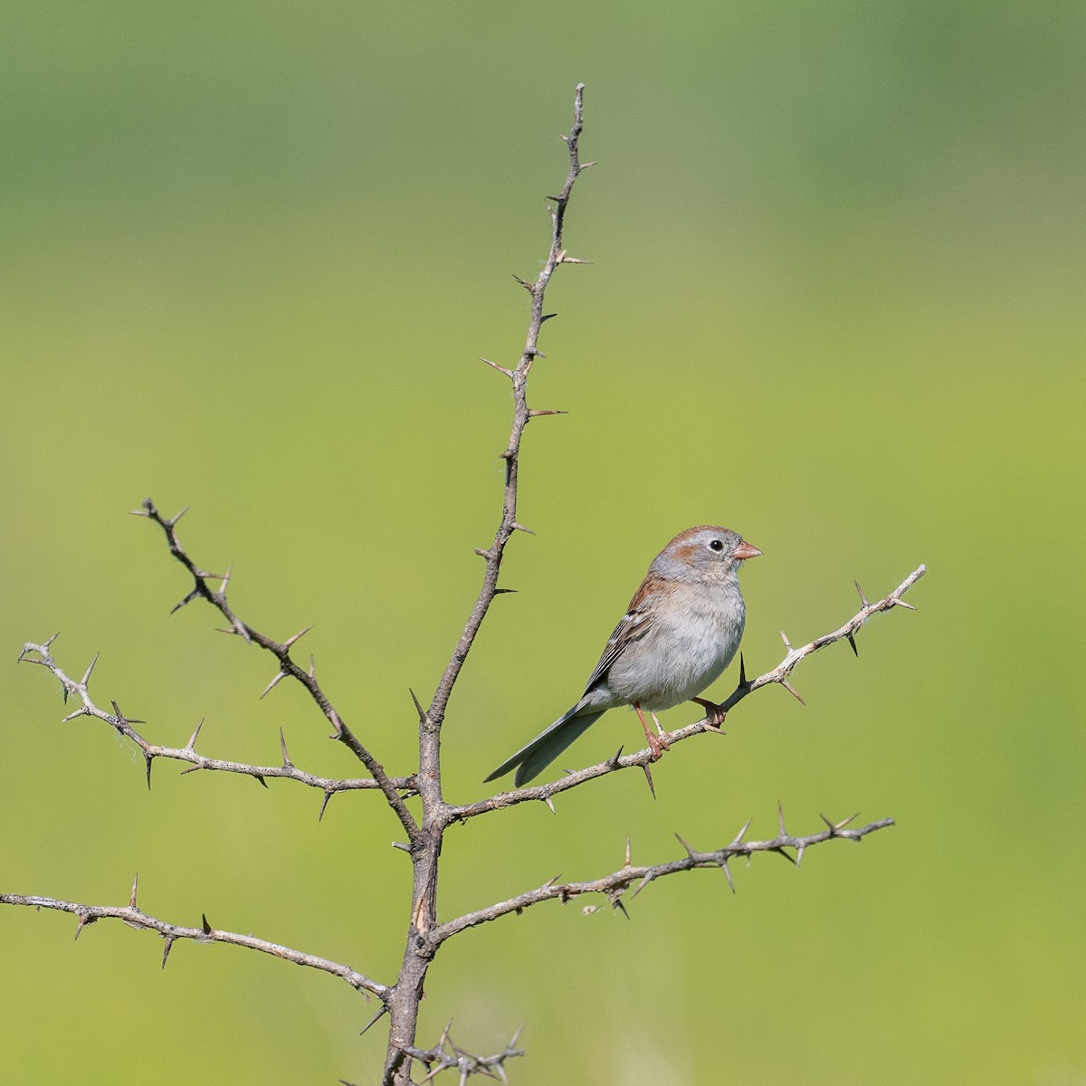 Field Sparrow - Graham Deese
