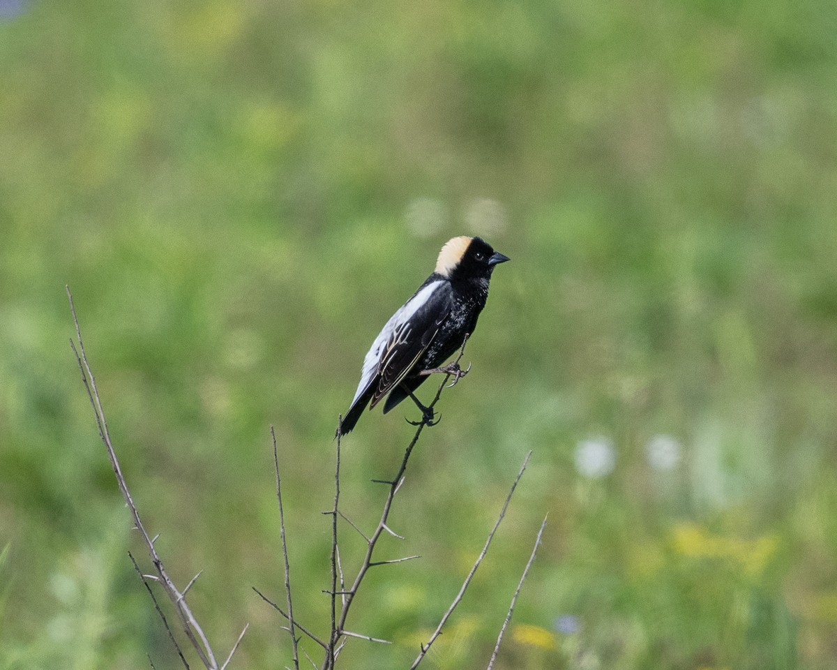 Bobolink - ML619676927